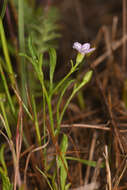 Image of Convolvulus simulans Perry