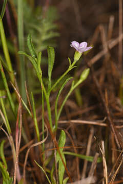 Image of Convolvulus simulans Perry