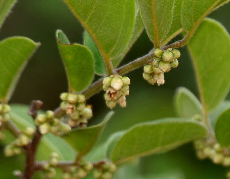 Diospyros chloroxylon Roxb. resmi