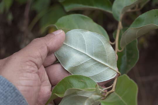 Image of Elaeagnus latifolia L.