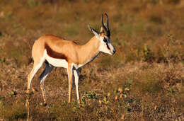 Image of Springbok