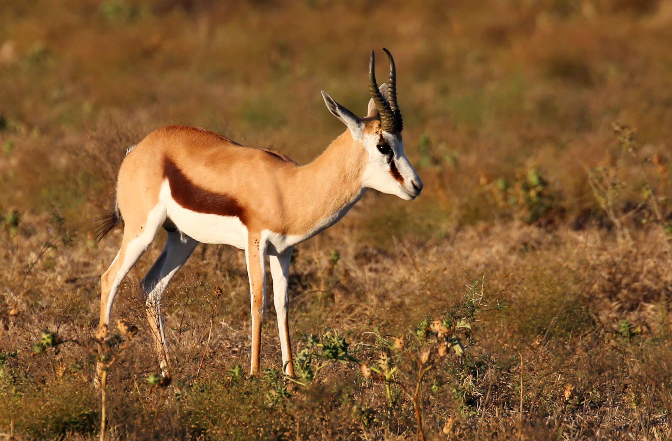 Image of Springbok