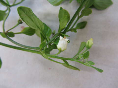 Image of lily of the valley vine