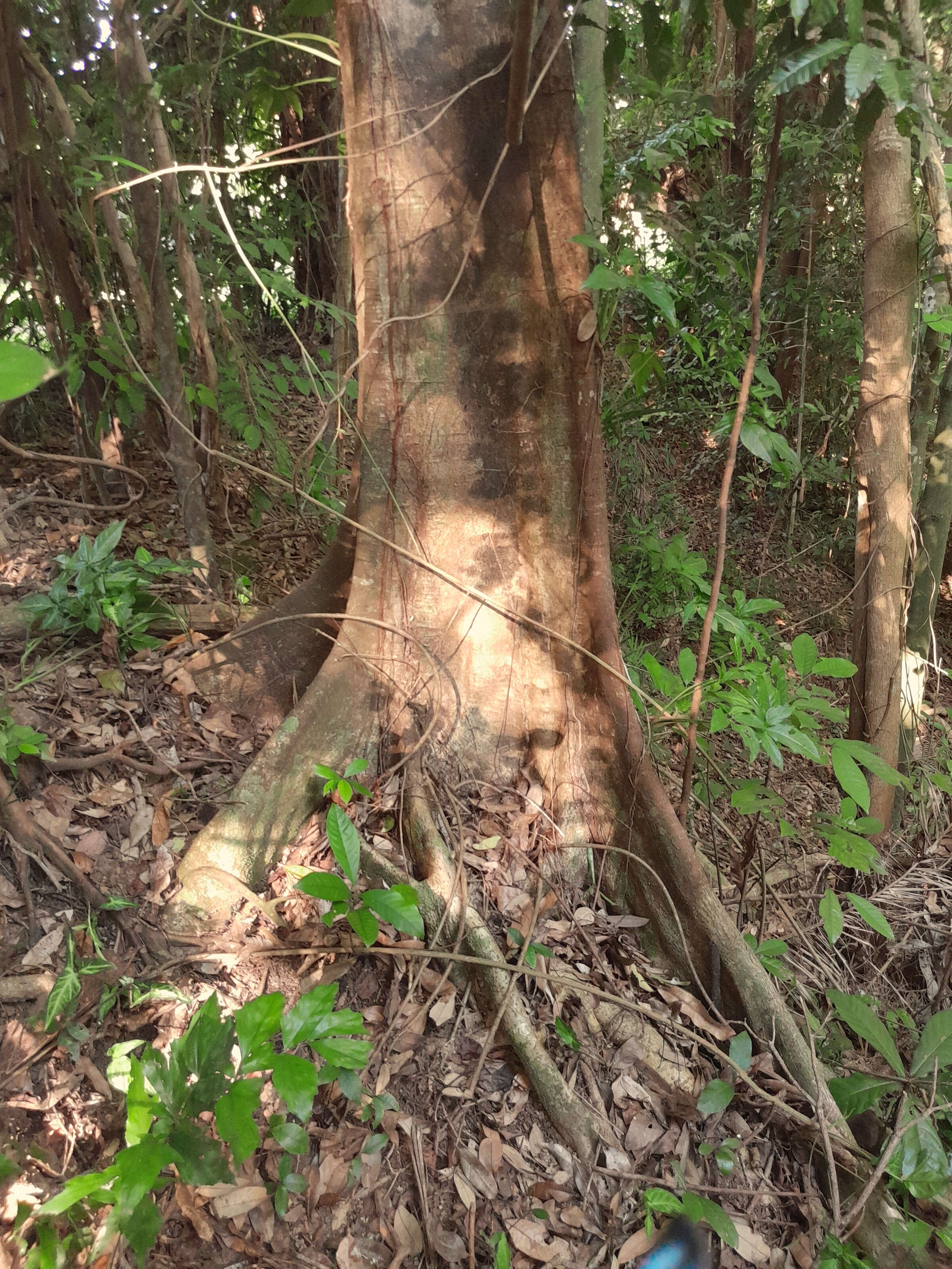 Image de Dysoxylum arborescens (Bl.) Miq.