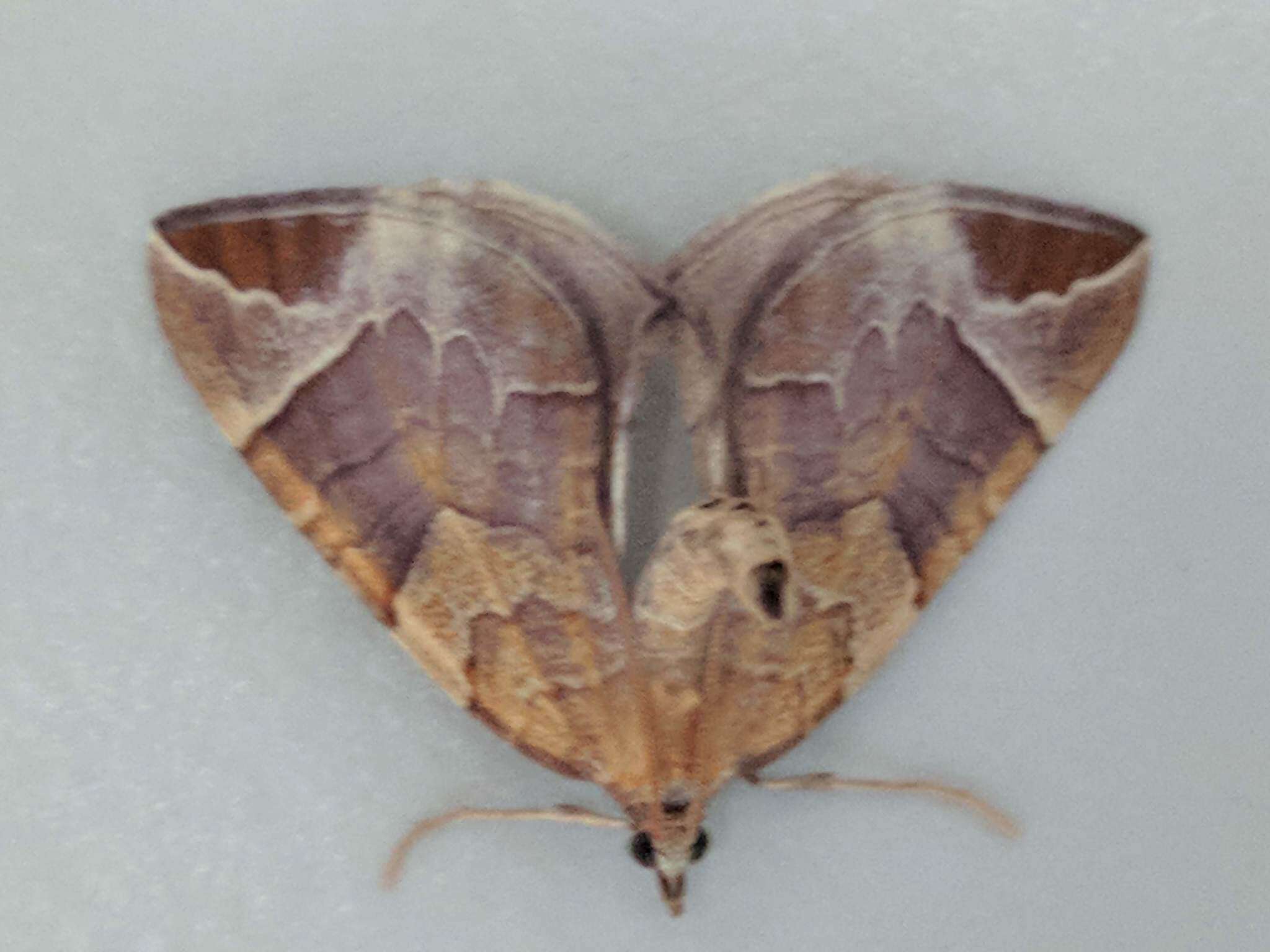 Image of Chevron Moth