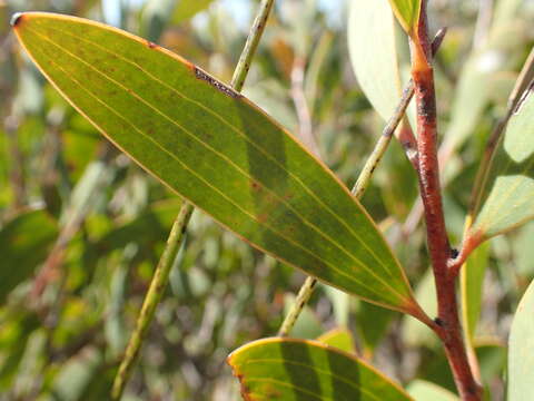 Image of Hakea obtusa Meissn.