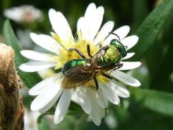 Image of Pure Green Augochlora