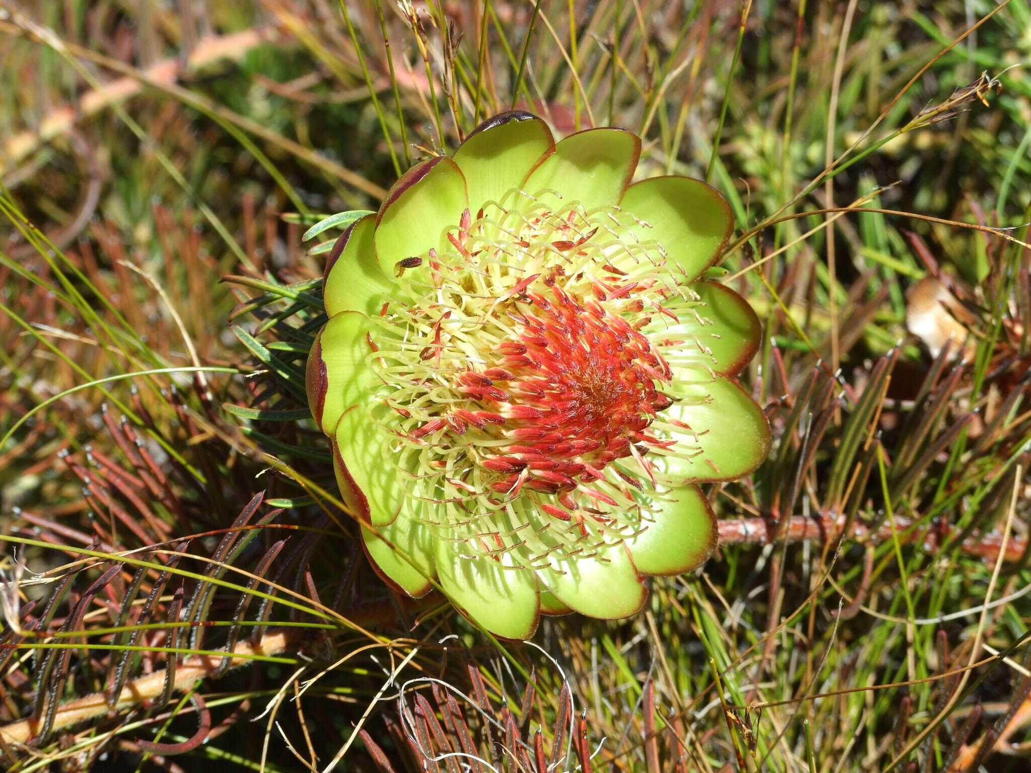 Image de Protea witzenbergiana Phillips