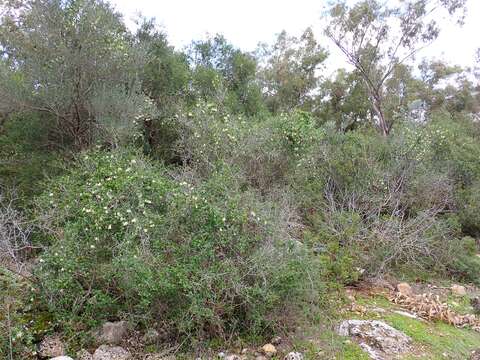 Imagem de Clematis cirrhosa L.