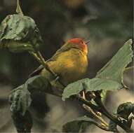 Image of Rust-and-yellow Tanager