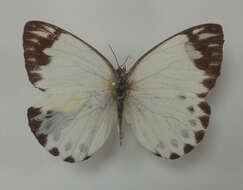 Image of Belenois theora (Doubleday 1846)