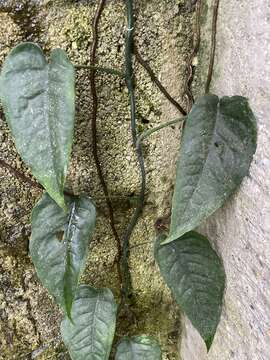 Image of Monstera siltepecana Matuda