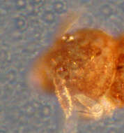 Megalothorax minimus Willem & V 1900的圖片