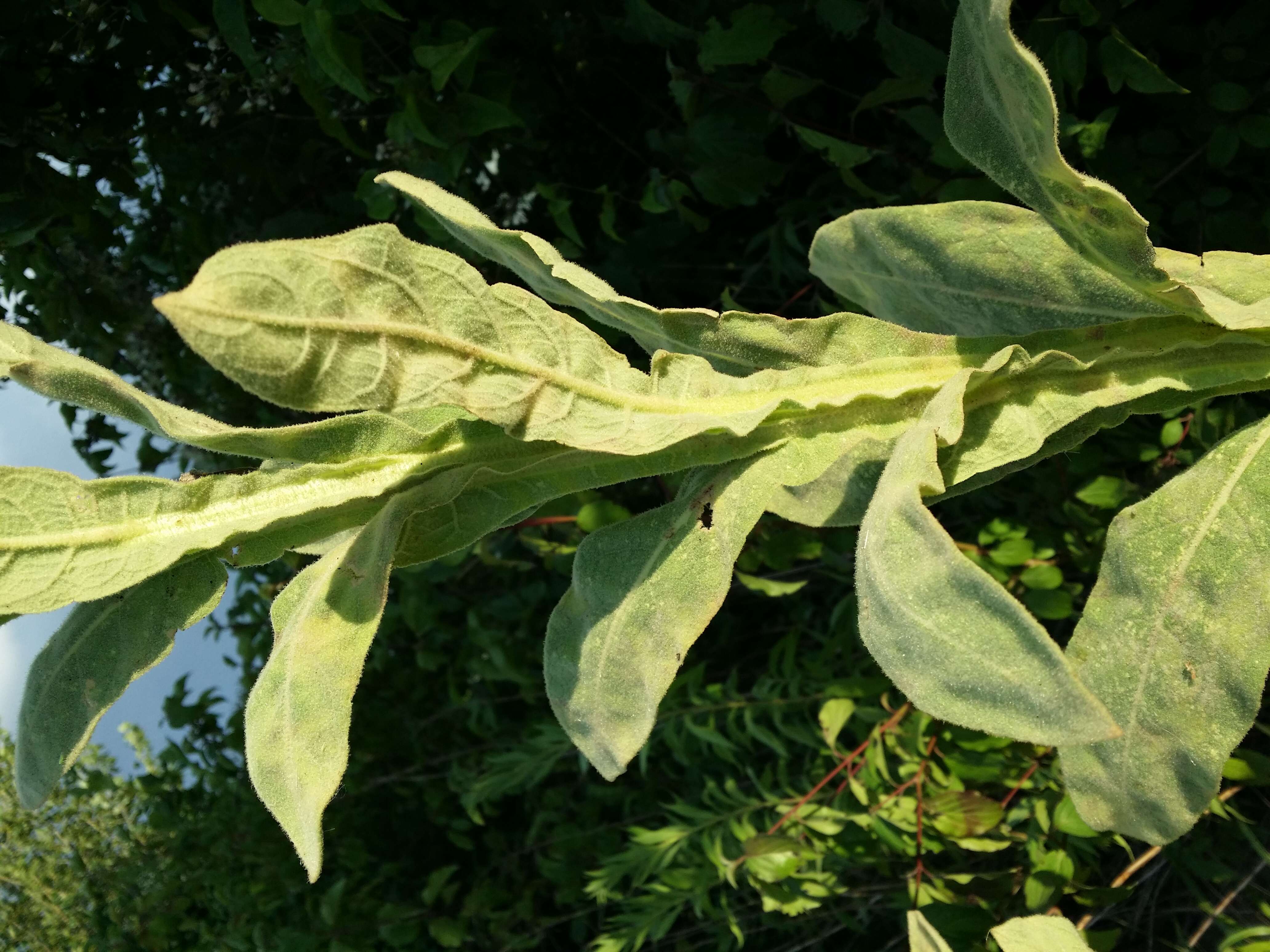 Image of Great Mullein