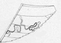 Imagem de Stigmella juglandifoliella (Clemens 1861) Wilkinson et al. 1979