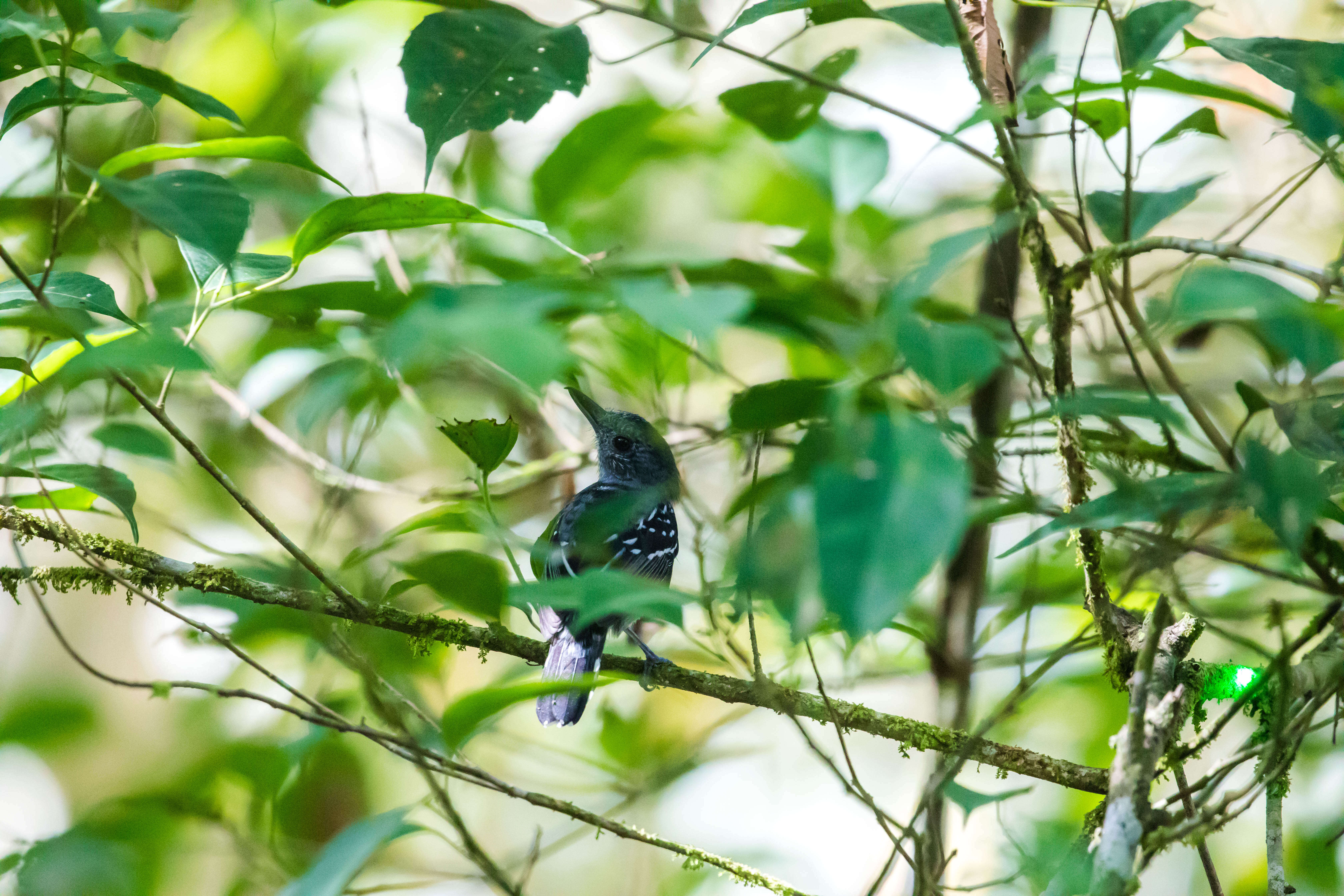 Image of Black-crowned Antshrike