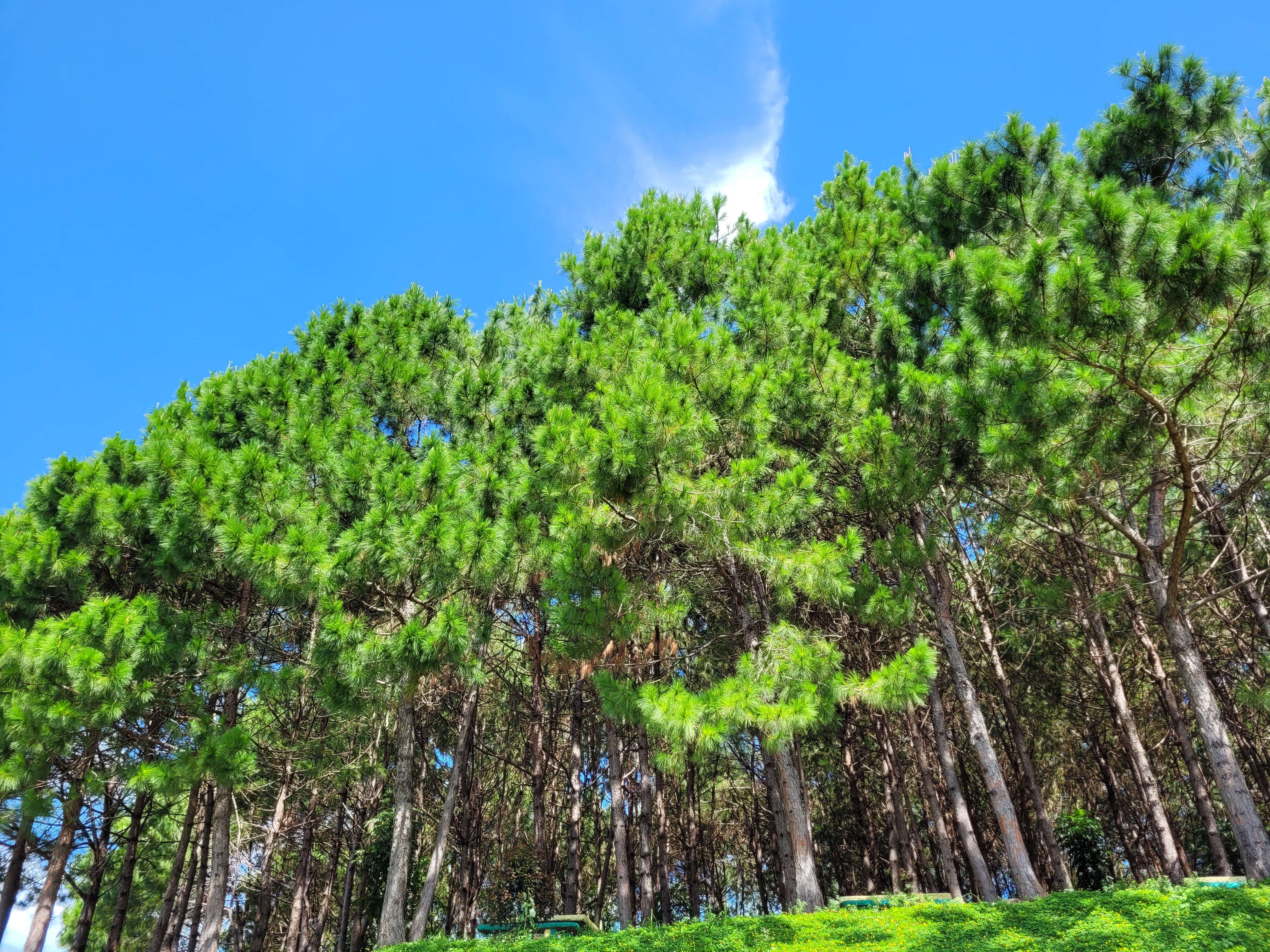 Image of Benguet Pine