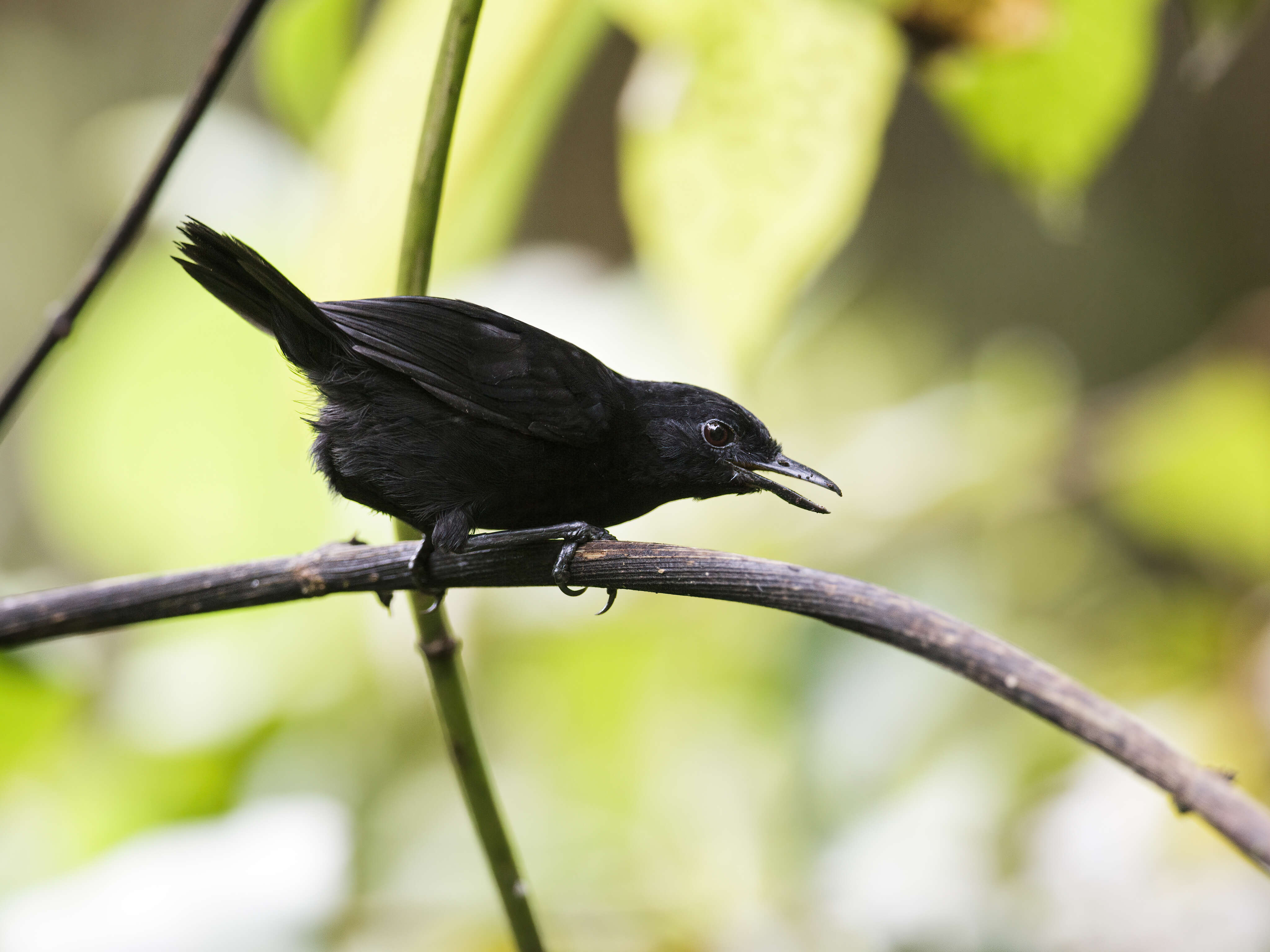 Image of Stub-tailed Antbird