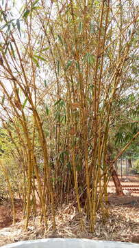 Image of common bamboo