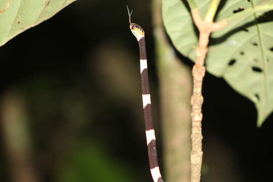 Image of American Snail-eater