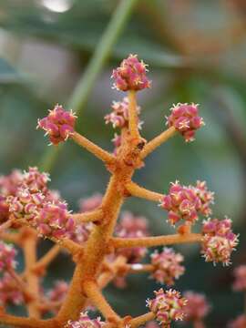 Image of Oreopanax dactylifolius T. Moore