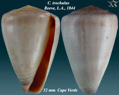 Image of Conus trochulus Reeve 1844