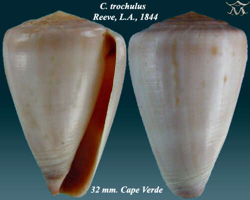 Image of Conus trochulus Reeve 1844