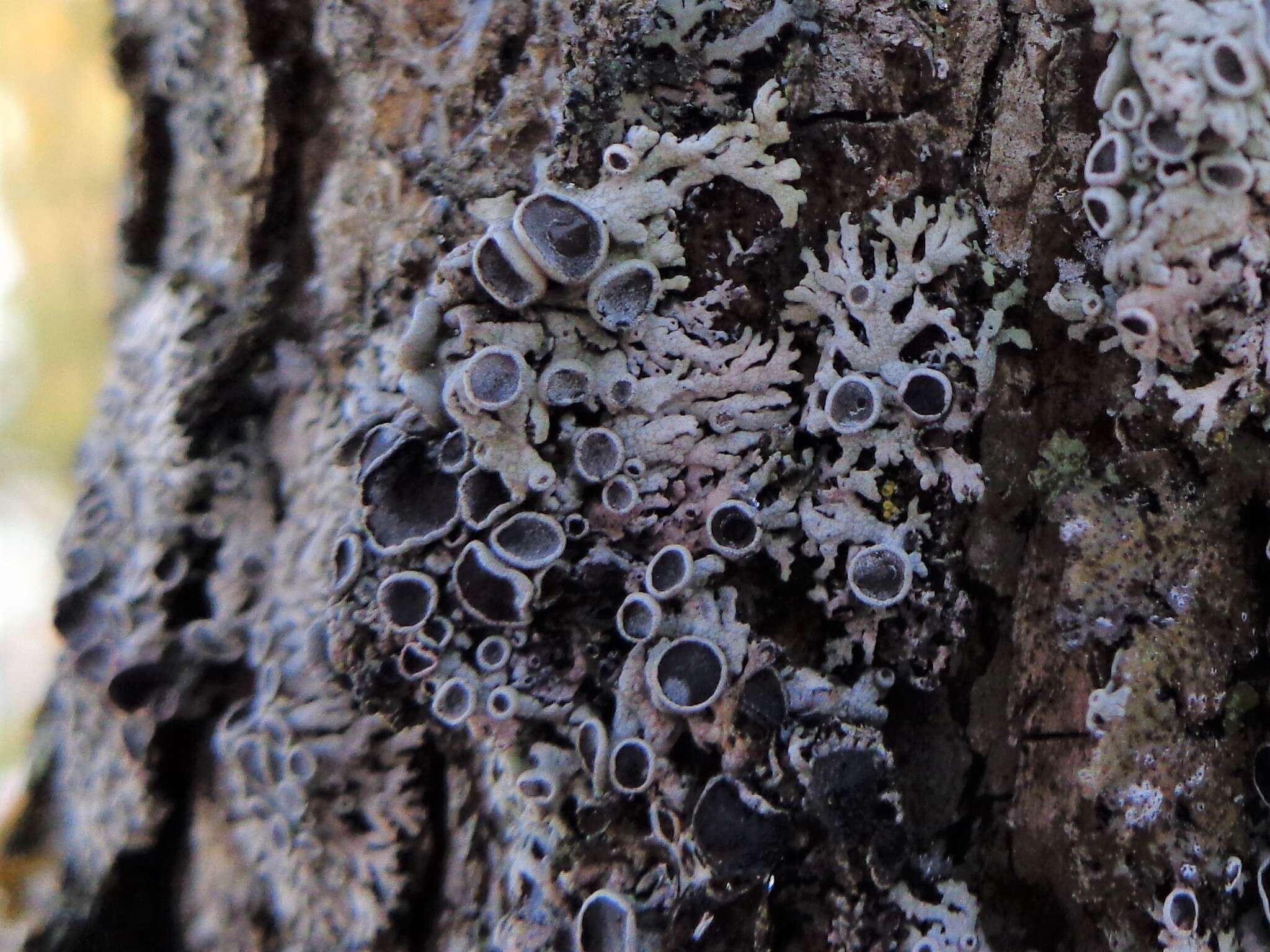 Image of rosette lichen