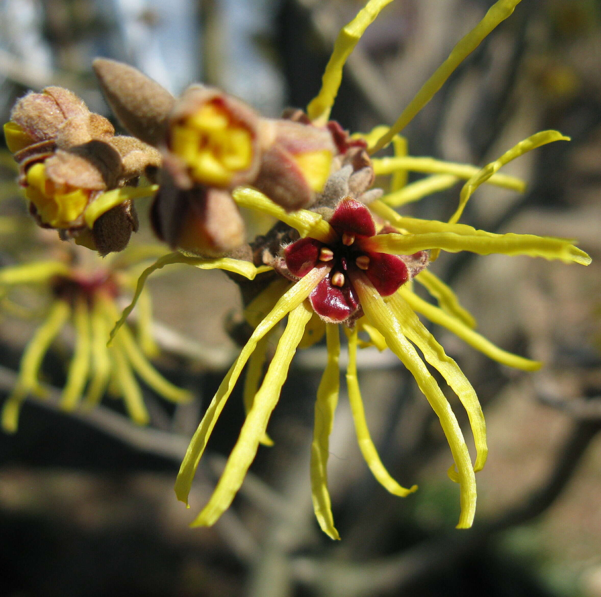 Image of Japanese Witch Hazel