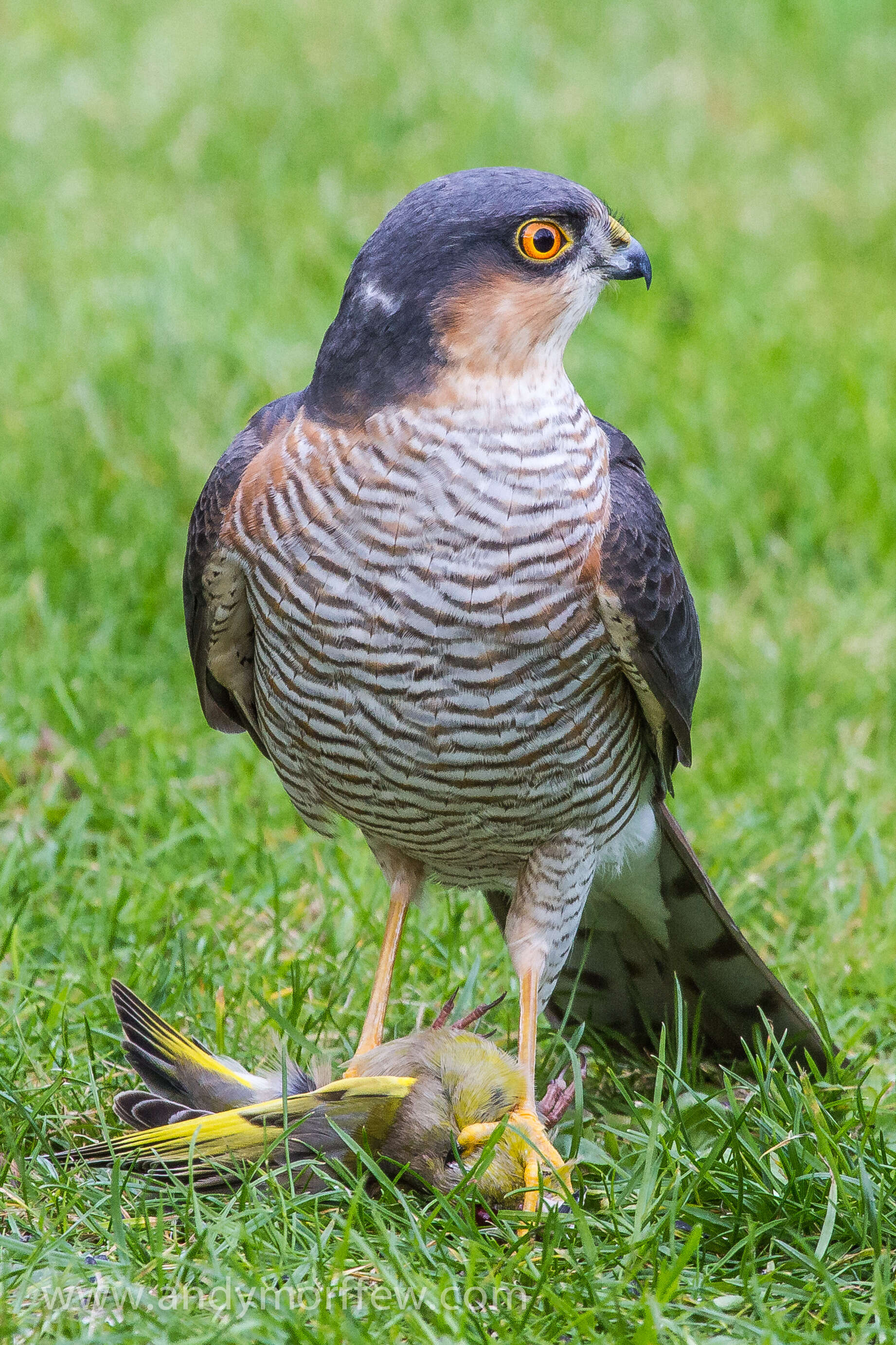 Image of Eurasian Sparrowhawk