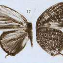 Image of Arhopala agesilaus (Staudinger 1889)