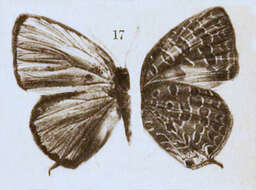 Plancia ëd Arhopala agesilaus (Staudinger 1889)