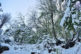 Imagem de Nothofagus macrocarpa (A. DC.) F. M. Vázquez & R. A. Rodr.