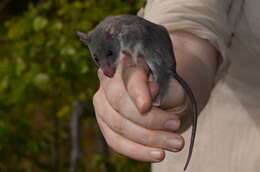 Image of long-tailed pouched rat