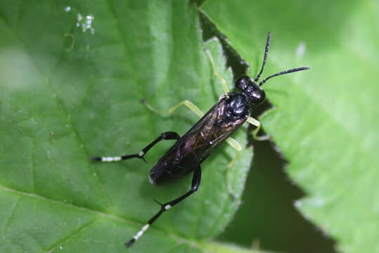 Image of <i>Macrophya montana</i>