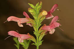 Imagem de Salvia thermarum van Jaarsv.