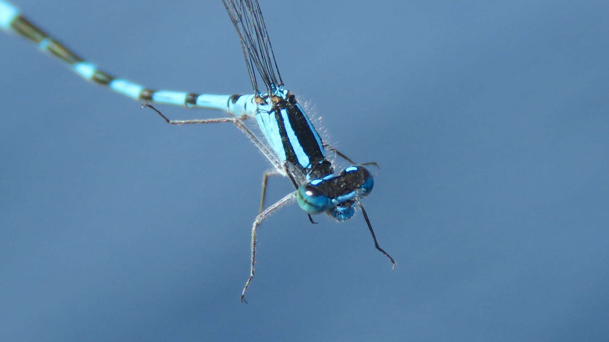 Image of Hagen's Bluet