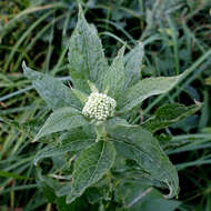 Image of hemp agrimony