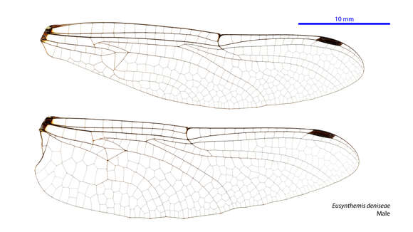 Image of Eusynthemis deniseae Theischinger 1977