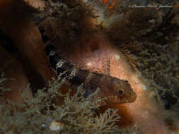 Image of Barred Blenny