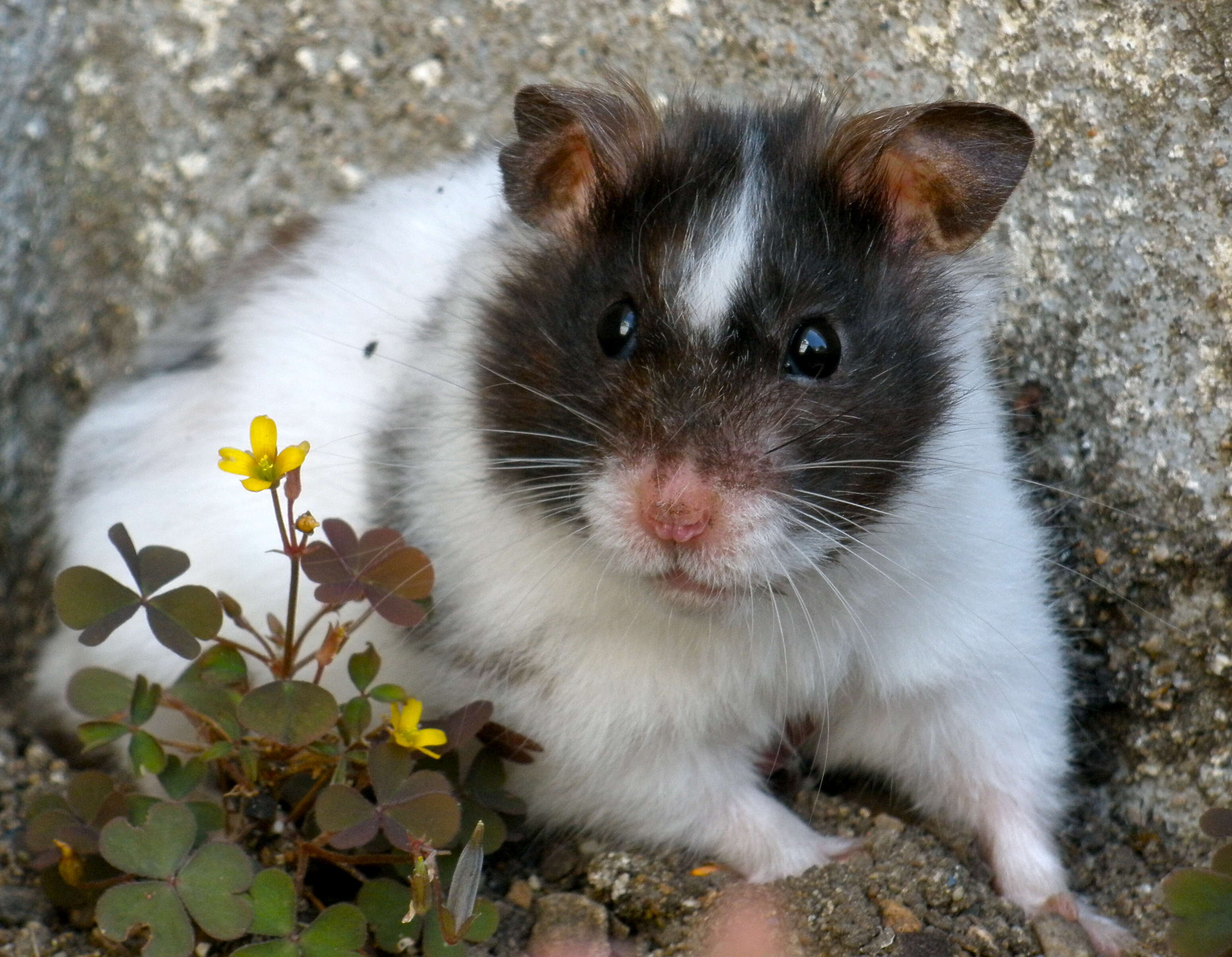 Image of hamsters