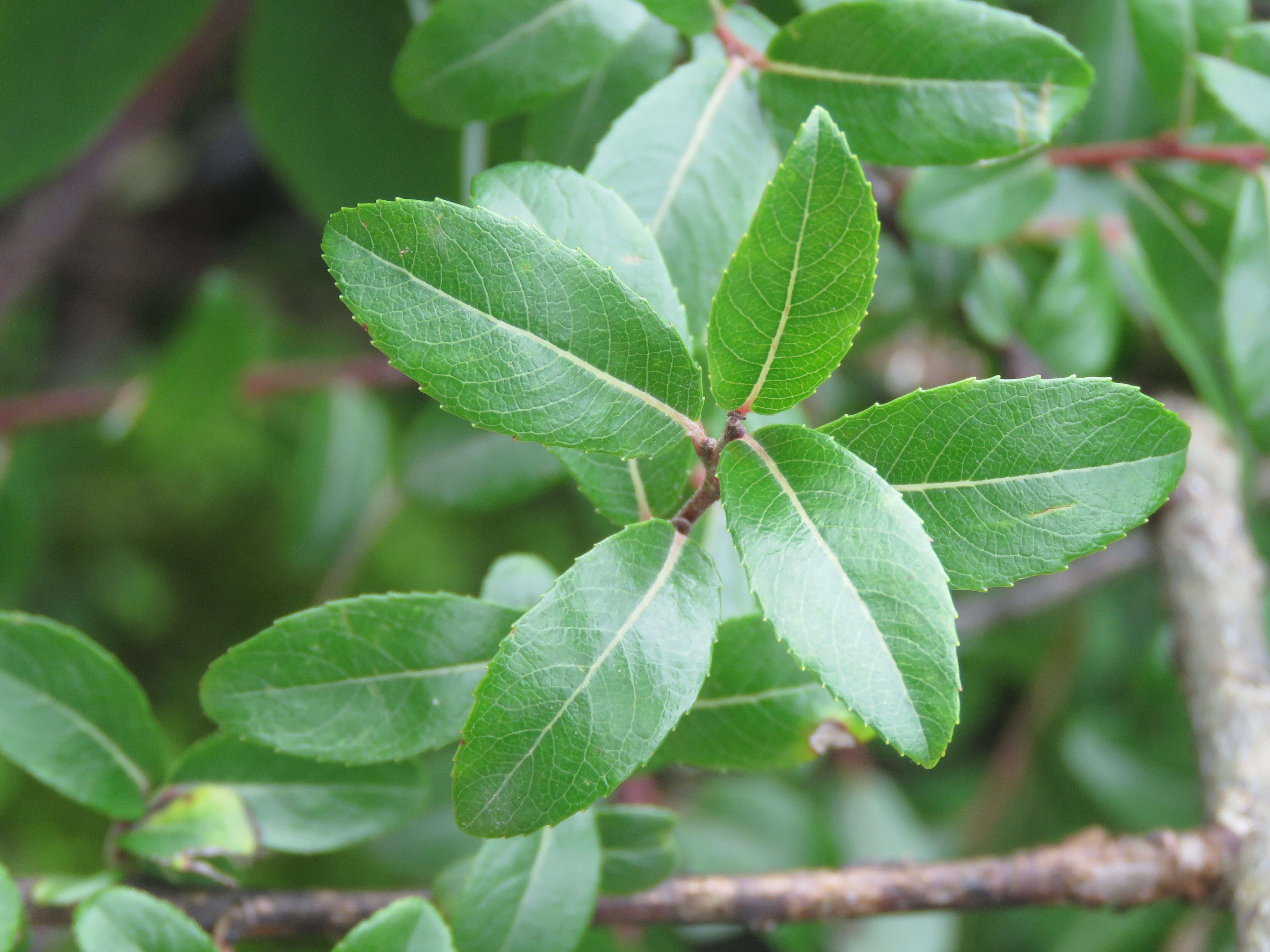 Image of Salix denticulata Andersson