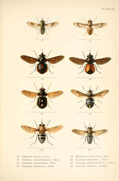 Image of Tabanocella denticornis (Wiedemann 1828)