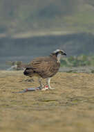 Image of ospreys