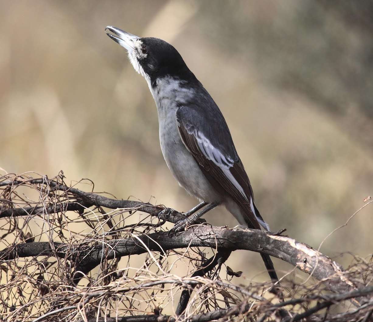 Image of Silver-backed Butcherbird