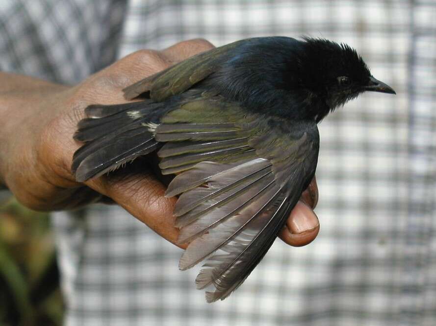 Image of Typical Berrypeckers