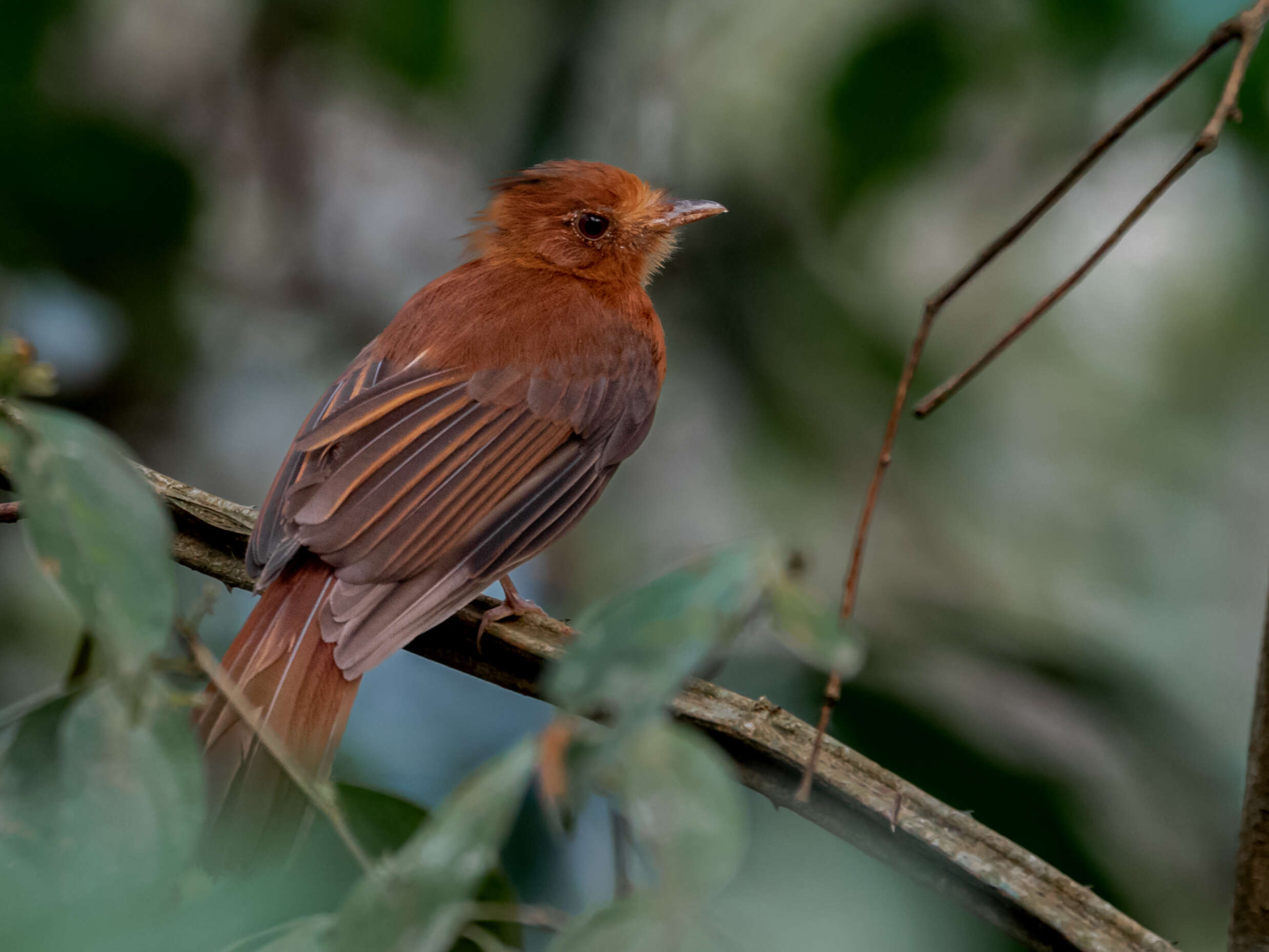 Image of Rufous Twistwing