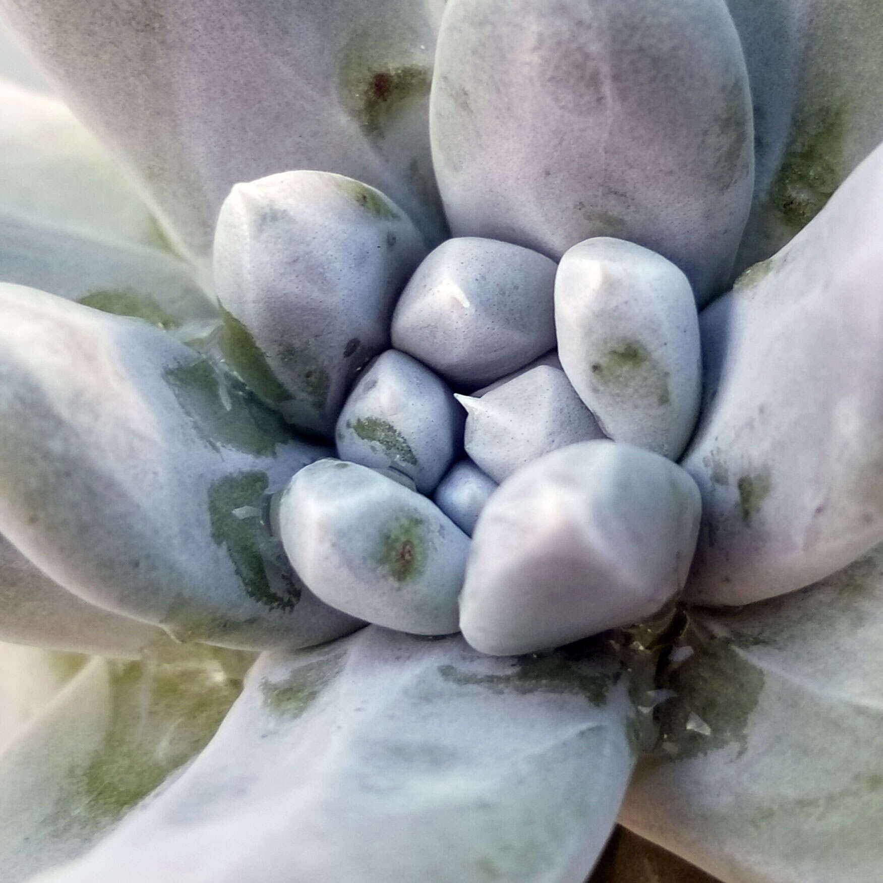 Imagem de Dudleya pachyphytum R. Moran & M. Benedict