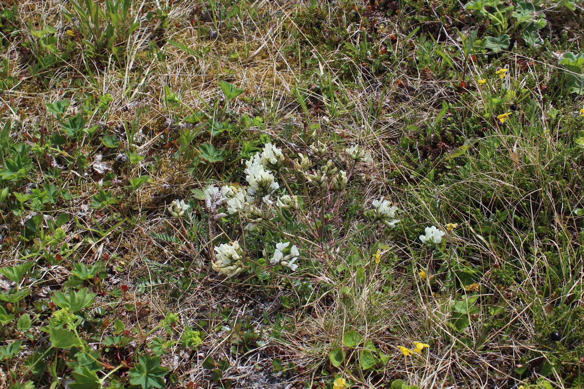 Sivun Oxytropis sordida kuva