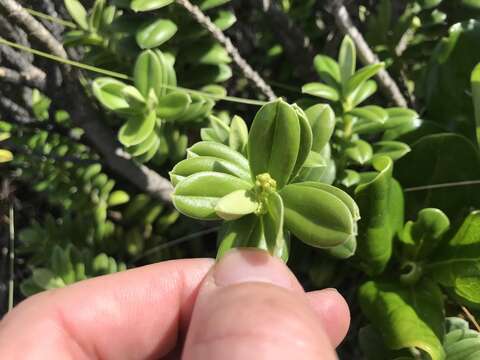 Sivun Veronica elliptica G. Forster kuva